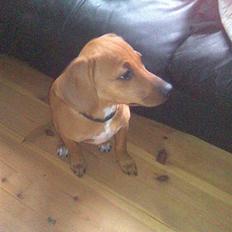 Blanding af racer Bella