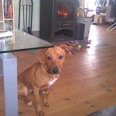 Blanding af racer Bella