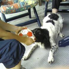 Field Trial spaniel balou R.I.P