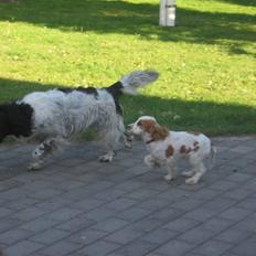 Field Trial spaniel balou R.I.P