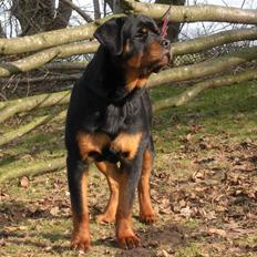 Rottweiler Kean of Nicolas Lion