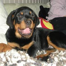 Rottweiler Kean of Nicolas Lion