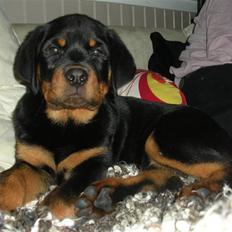 Rottweiler Kean of Nicolas Lion