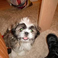 Shih tzu Bamse