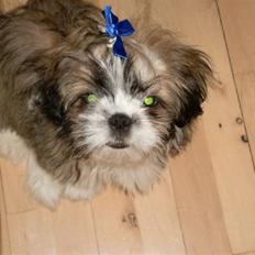 Shih tzu Bamse