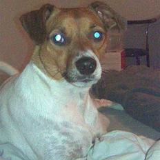 Dansk svensk gaardhund Axel