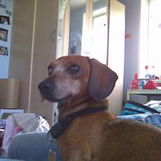 Gravhund Anton(R.I.P lille skat<3)