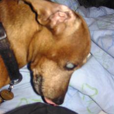 Gravhund Anton(R.I.P lille skat<3)