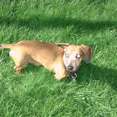 Gravhund Anton(R.I.P lille skat<3)