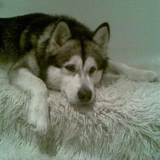 Alaskan malamute Eikie
