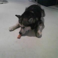 Alaskan malamute Eikie