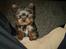 Yorkshire terrier lille per jensen junior. - hej hva sker der..???