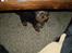 Yorkshire terrier lille per jensen junior.