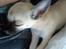 Chihuahua Loui
