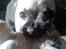 Chihuahua Loui - Loui med sit yndlings legetøj - En lille tøjelefant/ Fanten...
