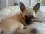 Chihuahua Loui - "Det var ikke mig der væltede blomsten og tog jord med op i sofaen..."