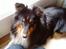 Shetland sheepdog coco