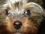 Yorkshire terrier lille per jensen junior.