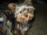 Yorkshire terrier lille per jensen junior.