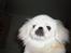 Pekingeser Daisy R.I.P