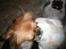Pekingeser Daisy R.I.P
