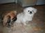 Pekingeser Daisy R.I.P