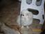 Pekingeser Daisy R.I.P