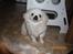 Pekingeser Daisy R.I.P