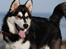 Alaskan malamute Tilde - Poserer for en hundetræner :D er nu "officielt" modelhund