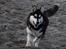 Alaskan malamute Tilde - 26 uger og små 23 kg..... Er da stadig en lille sød hvalp????