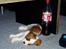 Cavalier king charles spaniel Thyholms Otto Of Oddesund