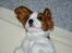 Cavalier king charles spaniel Thyholms Otto Of Oddesund
