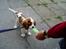 Cavalier king charles spaniel Thyholms Otto Of Oddesund
