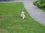Cavalier king charles spaniel Thyholms Otto Of Oddesund
