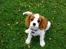 Cavalier king charles spaniel Thyholms Otto Of Oddesund