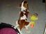 Cavalier king charles spaniel Thyholms Otto Of Oddesund