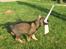 Schæferhund Scharif's Amy R.I.P - allerede fuldt greb :-)