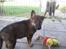 Schæferhund Scharif's Amy R.I.P