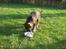 Schæferhund Scharif's Amy R.I.P