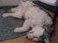 Alaskan malamute Cisco (R.I.P.) - Lørdag morgen og vi skal ikke tidligt op - jubii :-)