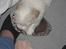 Coton de tulear Kali