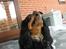 Cavalier king charles spaniel - Chilli - 3 år - Naaam, en grise-klov.. c: