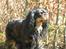 Cavalier king charles spaniel - Chilli - 3 år - ILoveYou!<3