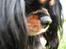 Cavalier king charles spaniel - Chilli - 3 år - My cutie little nosie!! xD