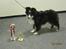 Shetland sheepdog Joey  - Alt sammen fra barn og hund i Køge ;) Den store - Vandrepokal