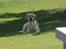 Labrador retriever Balder  - Velkommen til Balders profil<3