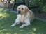 Labrador retriever Balder  - Balder syntes det er for varmt inden for så han gik ud i skyggen ´(;