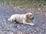 Labrador retriever Balder  - Balder ligger på jagt (;