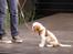 Cavalier king charles spaniel Thyholms Bella Perla  - Perla - Perla på leg og livssilsmesse med kæledyrskompagniet - 10,5 uger