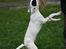 Blanding af racer Macit´s Trendsetter - MIN!!! sagde jeg....